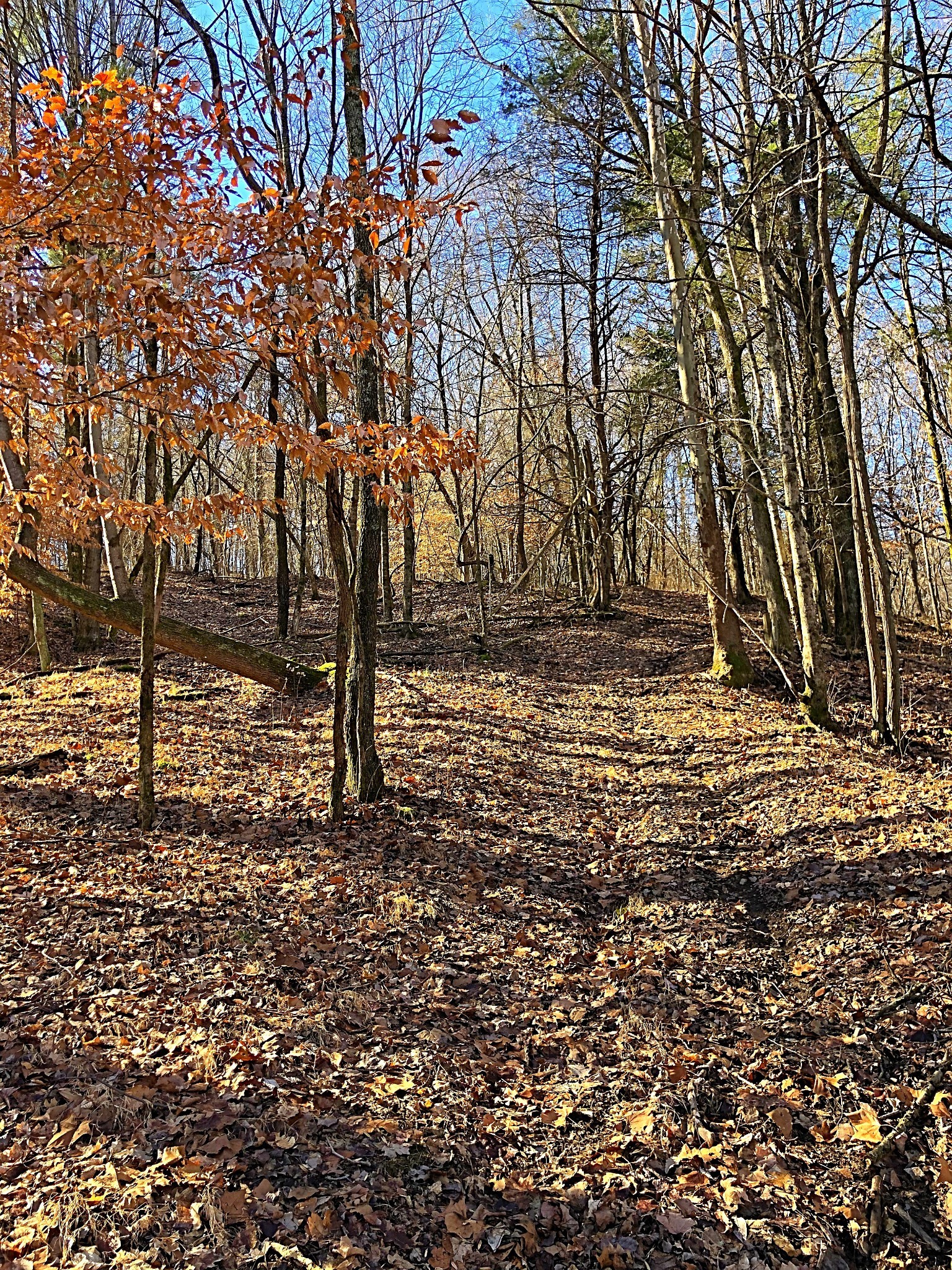 337 Vantrease Lane Gallatin, TN 37066 - Photo 47 of 48