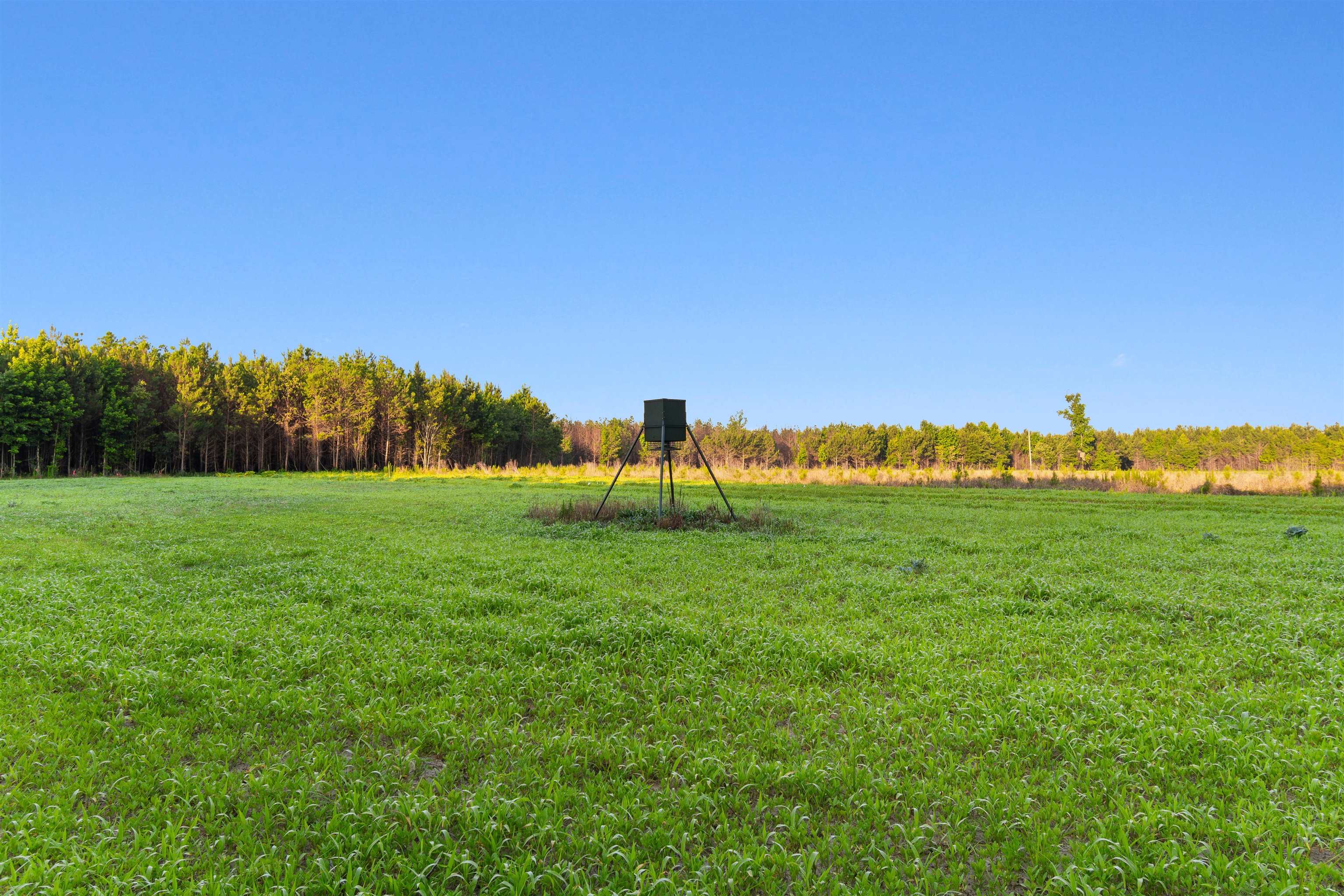 77-acres - Tbd Bert Hanna Road Hemingway, SC 29554 - Photo 1 of 28