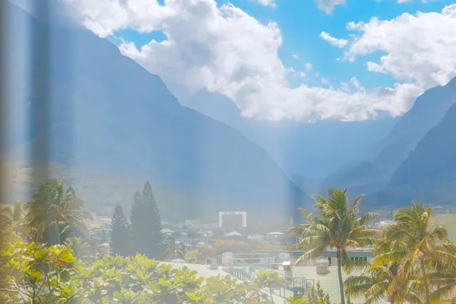 a view of a vase with flowers in it