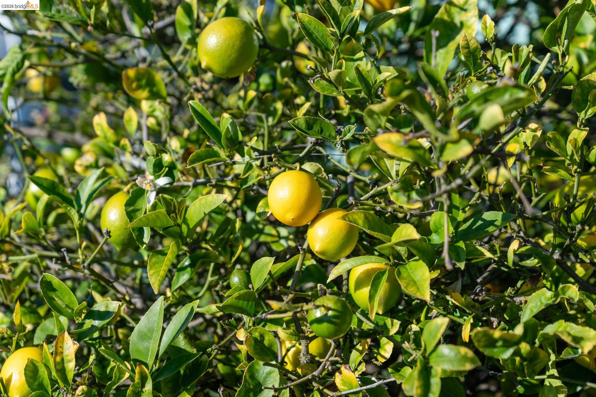 49 Windsor Avenue Kensington, CA 94708 - Photo 48 of 60 a view of a tree in a garden