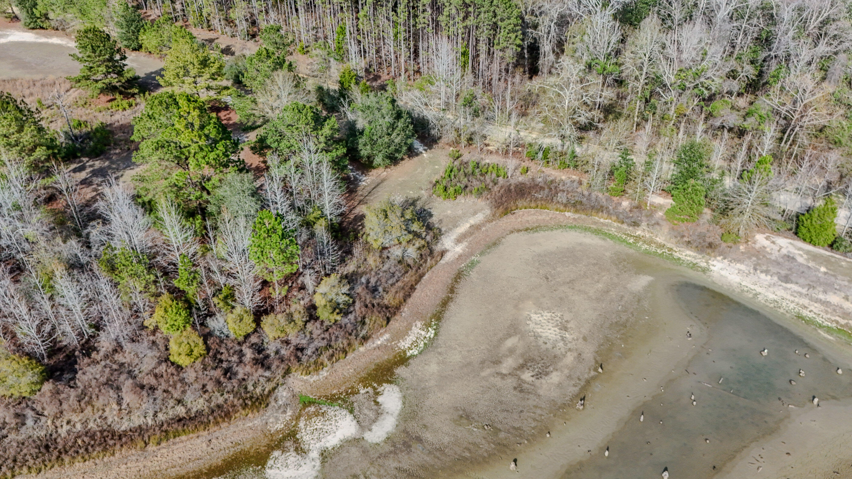 3.40-ac Bulger Town Road Florala, AL 36442 - Photo 6 of 14 a view of a yard with a tree