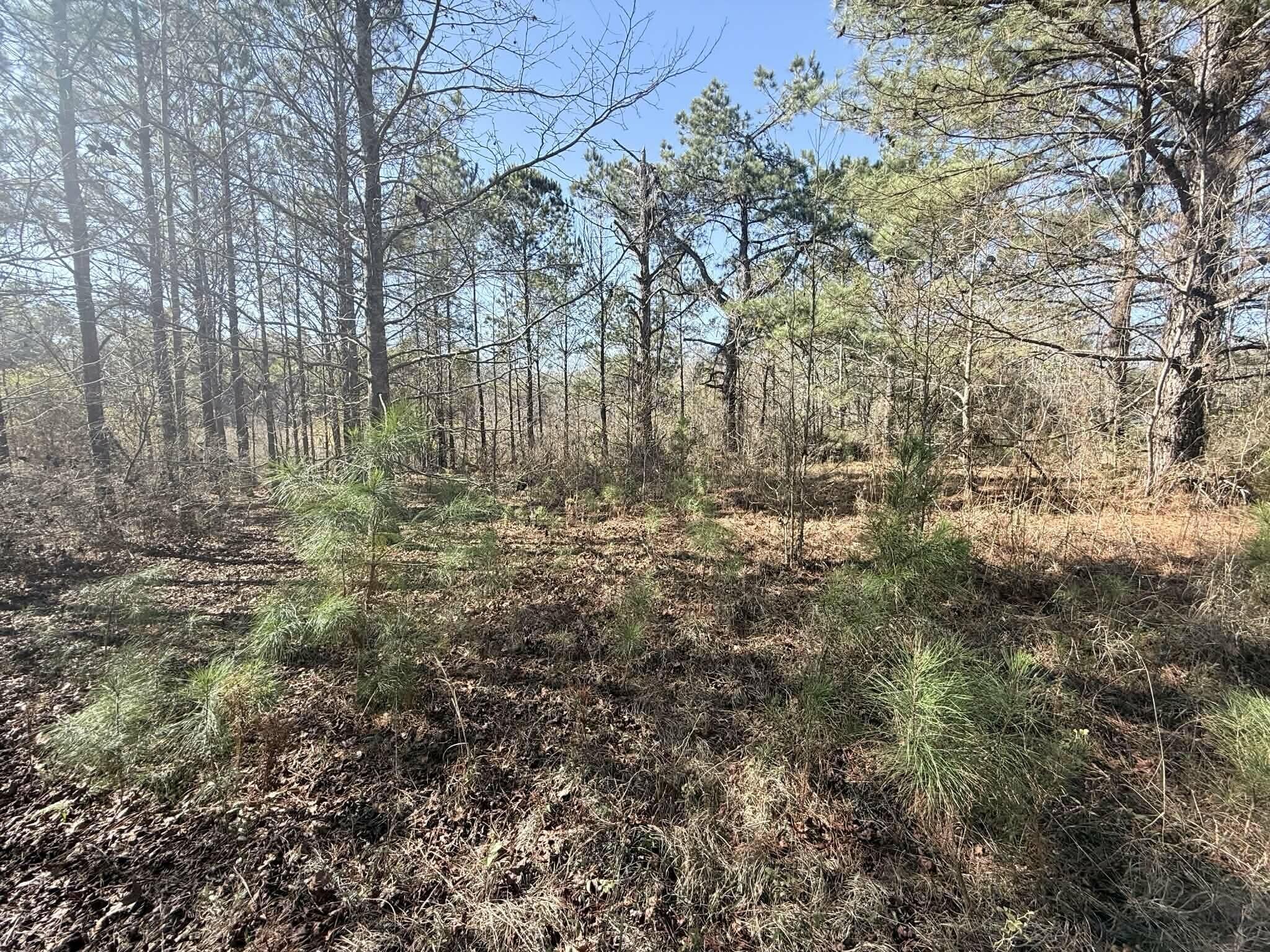 3.40-ac Bulger Town Road Florala, AL 36442 - Photo 8 of 14 a view of yard