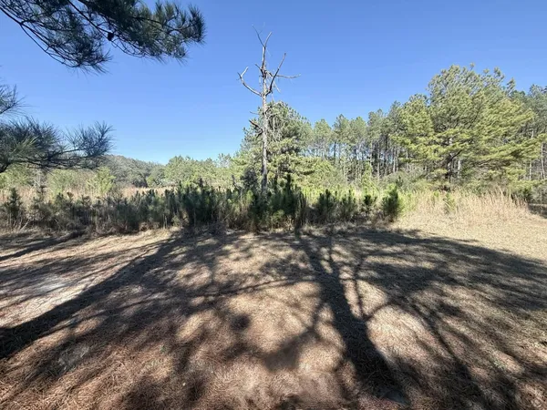 a view of a yard with a tree