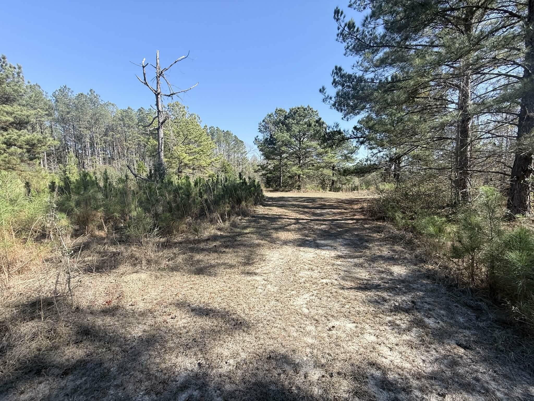 3.40-ac Bulger Town Road Florala, AL 36442 - Photo 10 of 14 a view of a yard