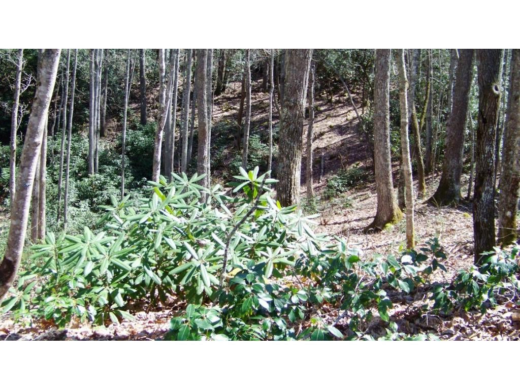 6070 Sink Valley Road Butler, TN 37640 - Photo 26 of 34 LOTS OF TREES NO RESTRICTIONS