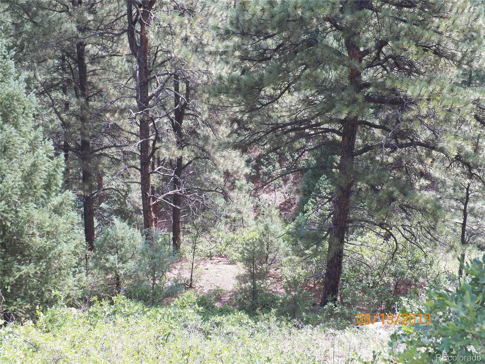 47 Peakview Road Trinidad, CO 81082 - Photo 13 of 18 a view of a forest filled with trees