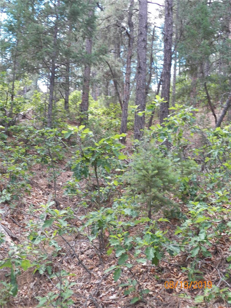 47 Peakview Road Trinidad, CO 81082 - Photo 15 of 18 a plant view in yard