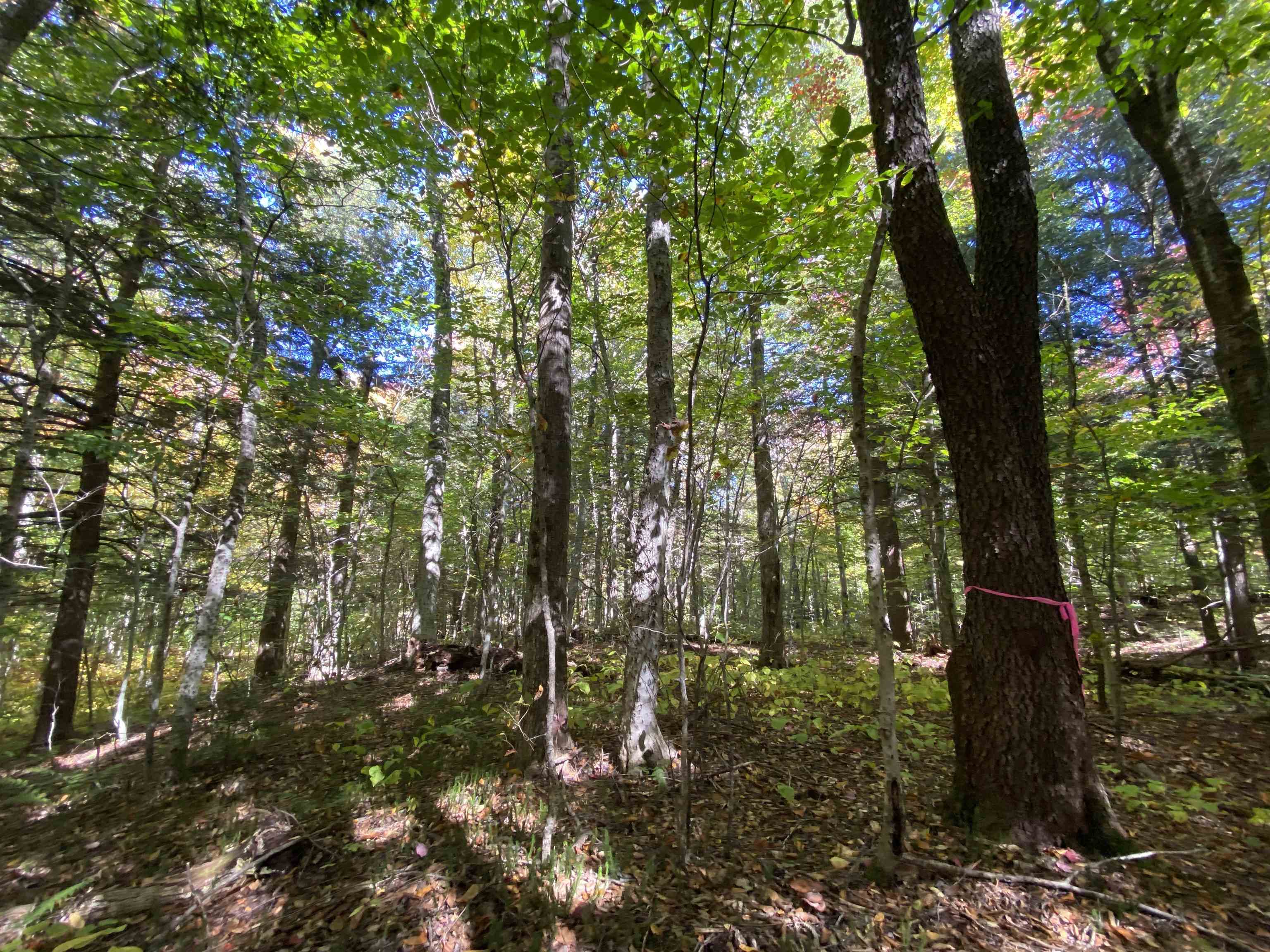 Lot 5 Rod And Gun Club Road Ludlow, VT 05149 - Photo 4 of 11