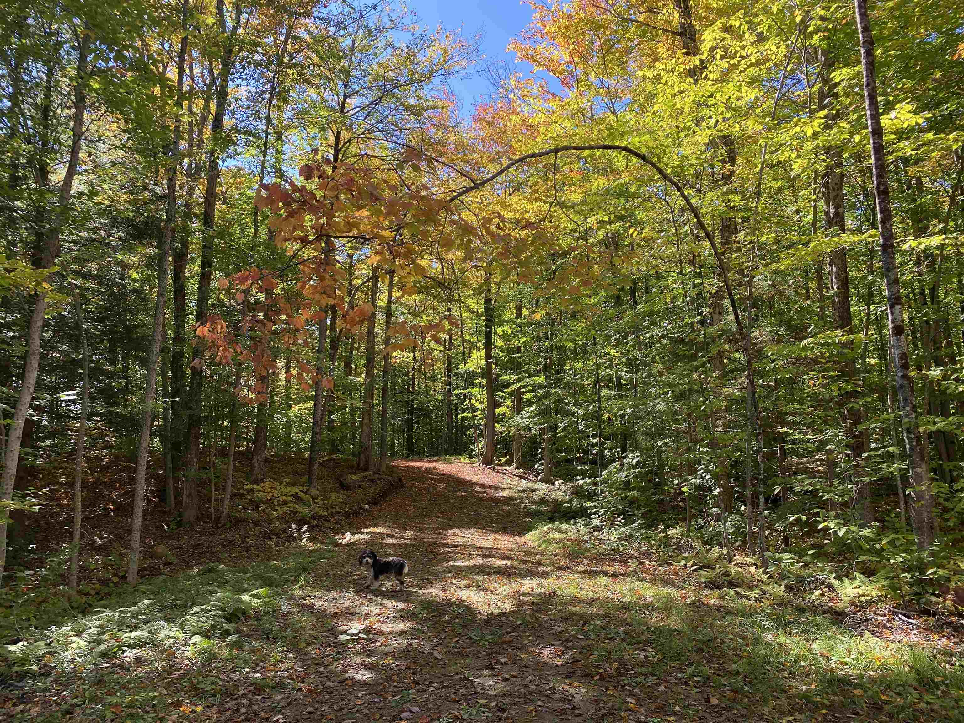 Lot 5 Rod And Gun Club Road Ludlow, VT 05149 - Photo 6 of 11