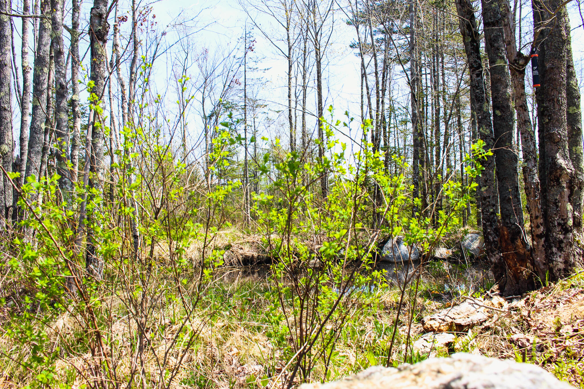 78 Cunningham Ridge Road Surry, ME 04684 - Photo 11 of 59 IMG_1659