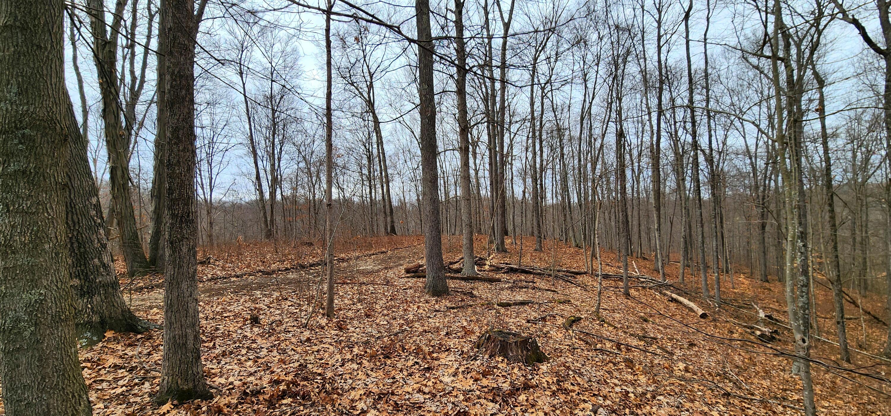 0 Edmundson Road, Unit TRACT 4 AT BIG TIMBER) Vinton, OH 45686 - Photo 5 of 67 5