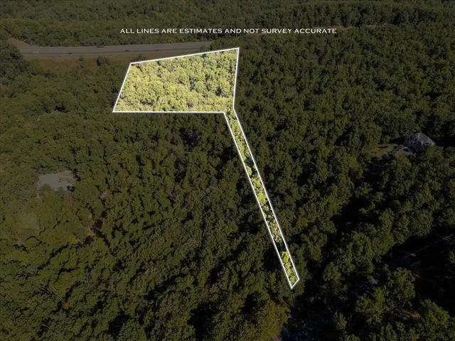 a view of a large tree