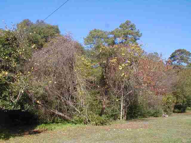 Lot 2 Will Go Avenue Murrells Inlet, SC 29576 - Photo 6 of 6 Gallery Image 6