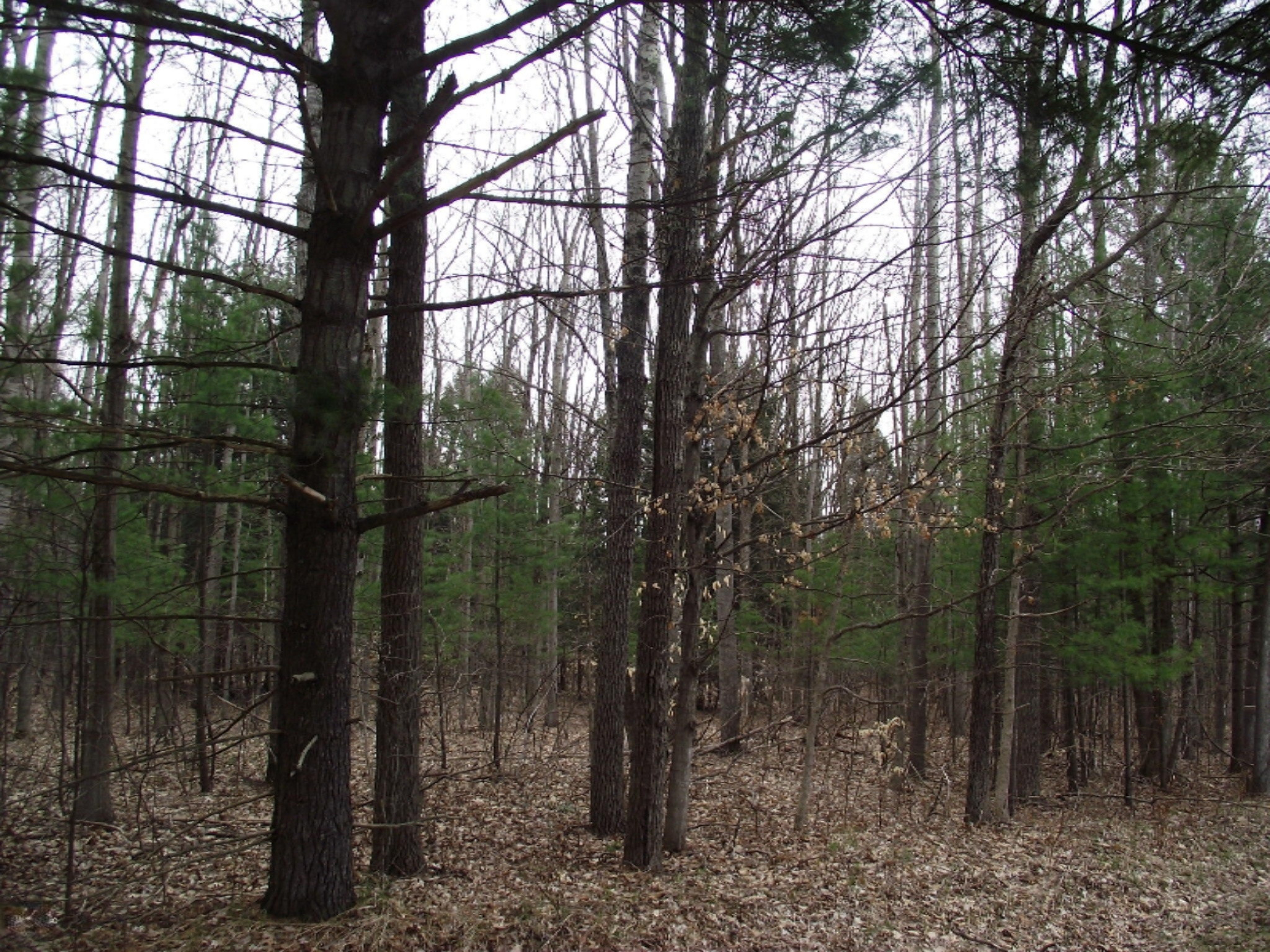 Highbridge Road Brethren, MI 49619 - Photo 17 of 18 DSCF5210