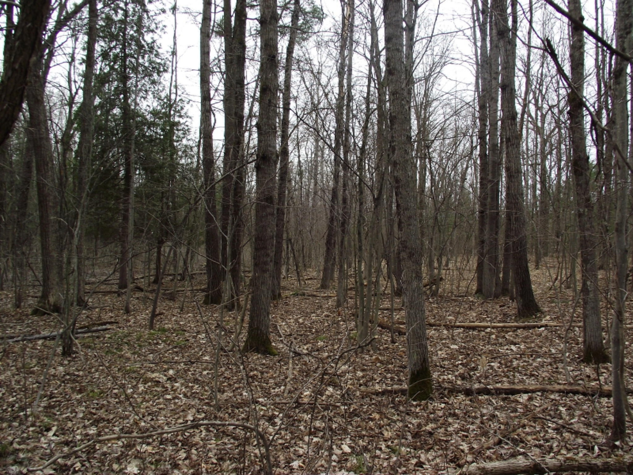 Highbridge Road Brethren, MI 49619 - Photo 5 of 18 DSCF5223