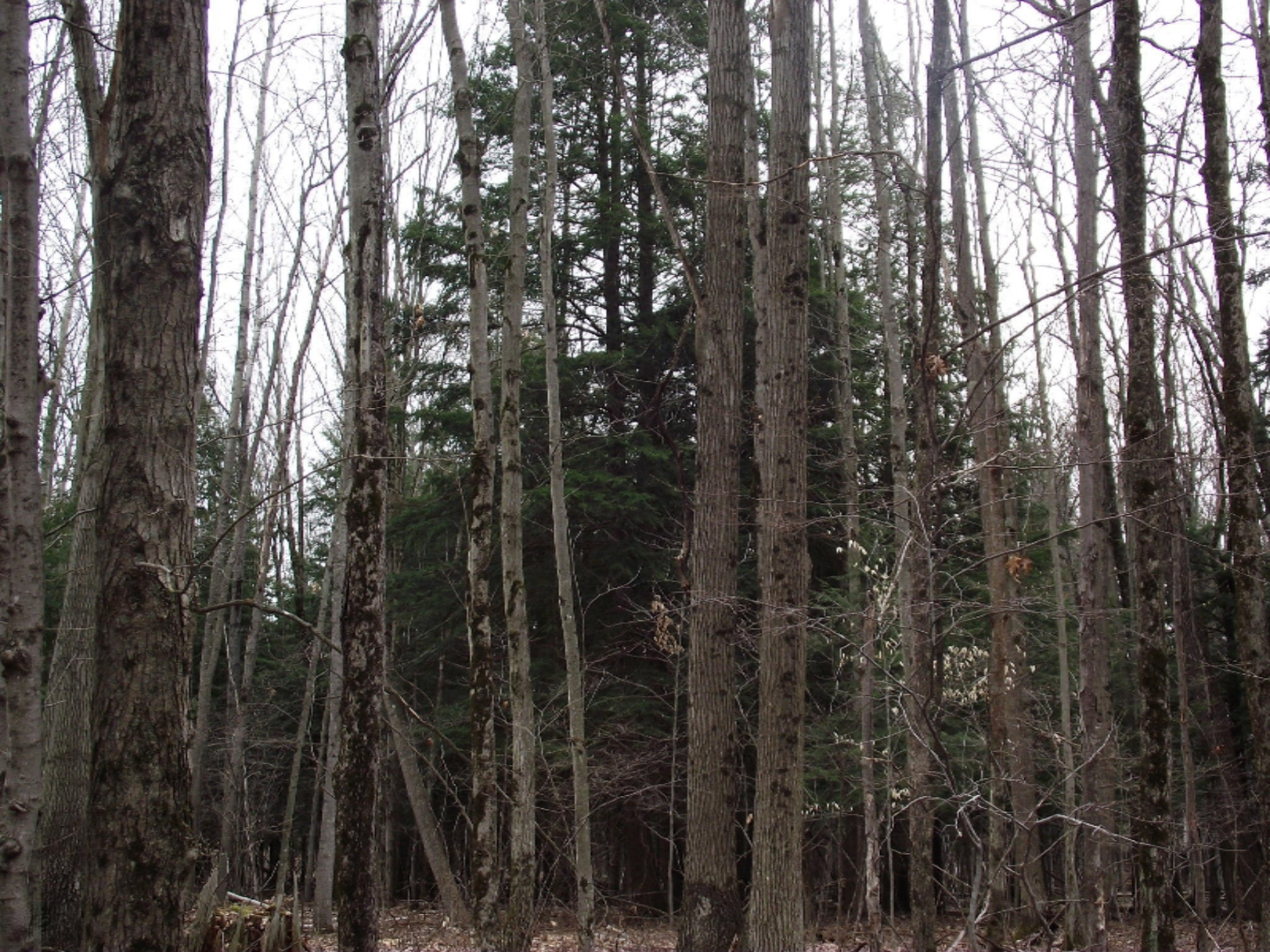 Highbridge Road Brethren, MI 49619 - Photo 10 of 18 DSCF5214