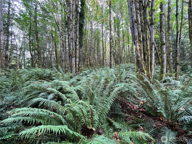 a view of a garden with plants and large trees