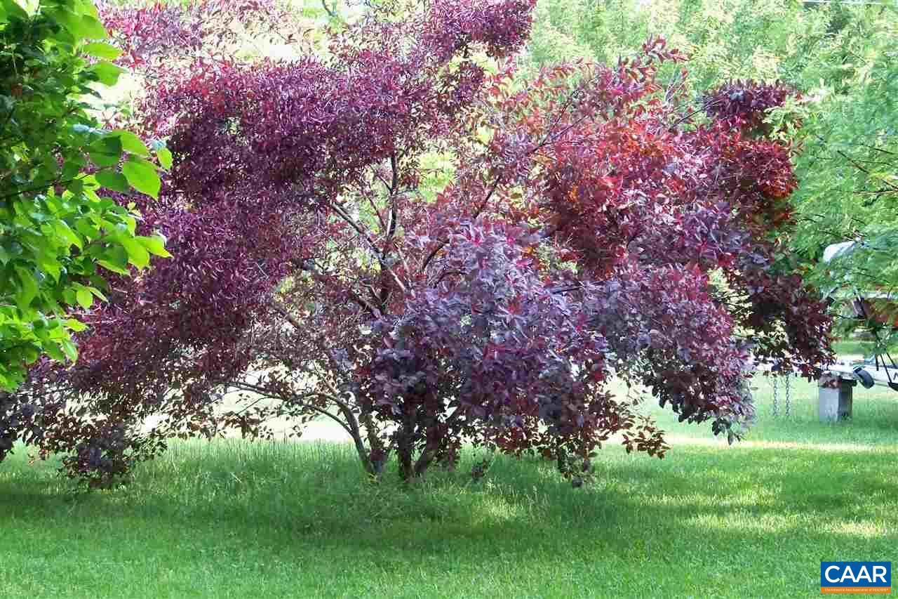 2974 Courthouse Road Louisa, VA 23093 - Photo 43 of 49 a view of a garden with a tree