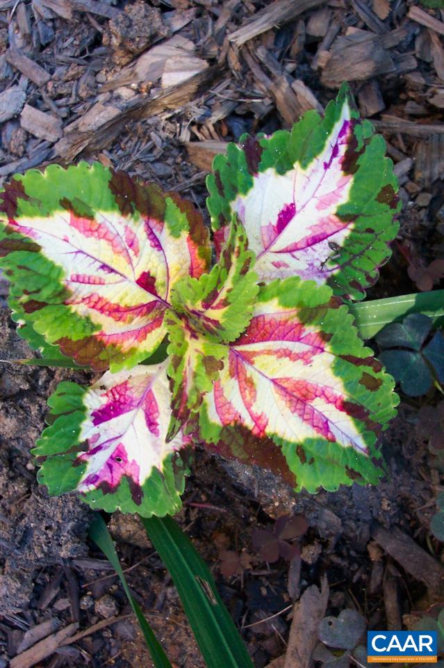 2974 Courthouse Road Louisa, VA 23093 - Photo 44 of 49 a view of a flower