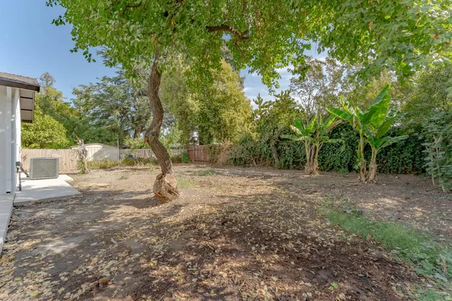 a view of a yard with plants and a large tree