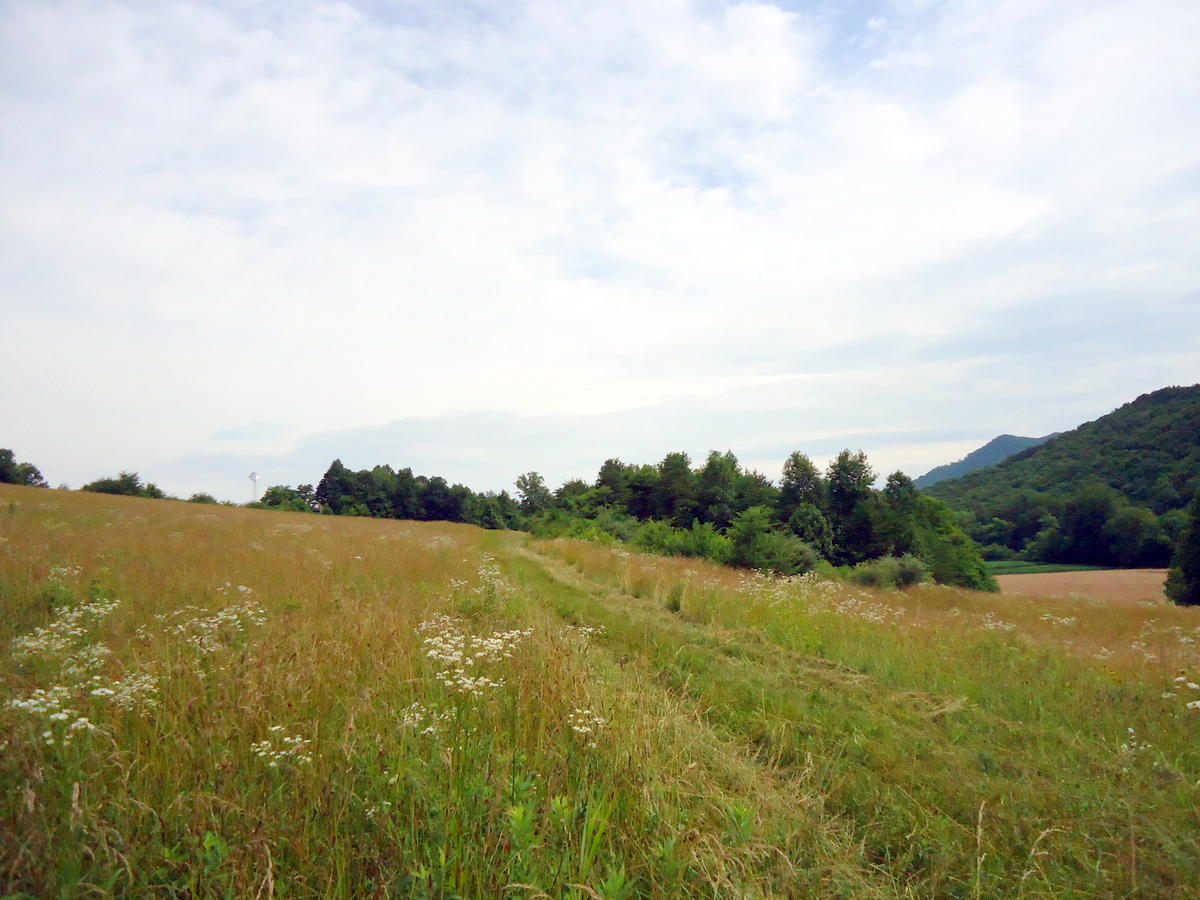 Sinking Cave Road Tellico Plains, TN 37385 - Photo 15 of 35 14-DSC08123