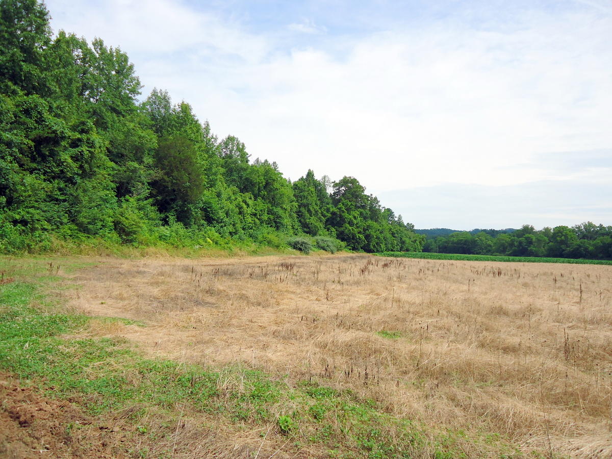 Sinking Cave Road Tellico Plains, TN 37385 - Photo 19 of 35 18-DSC08125