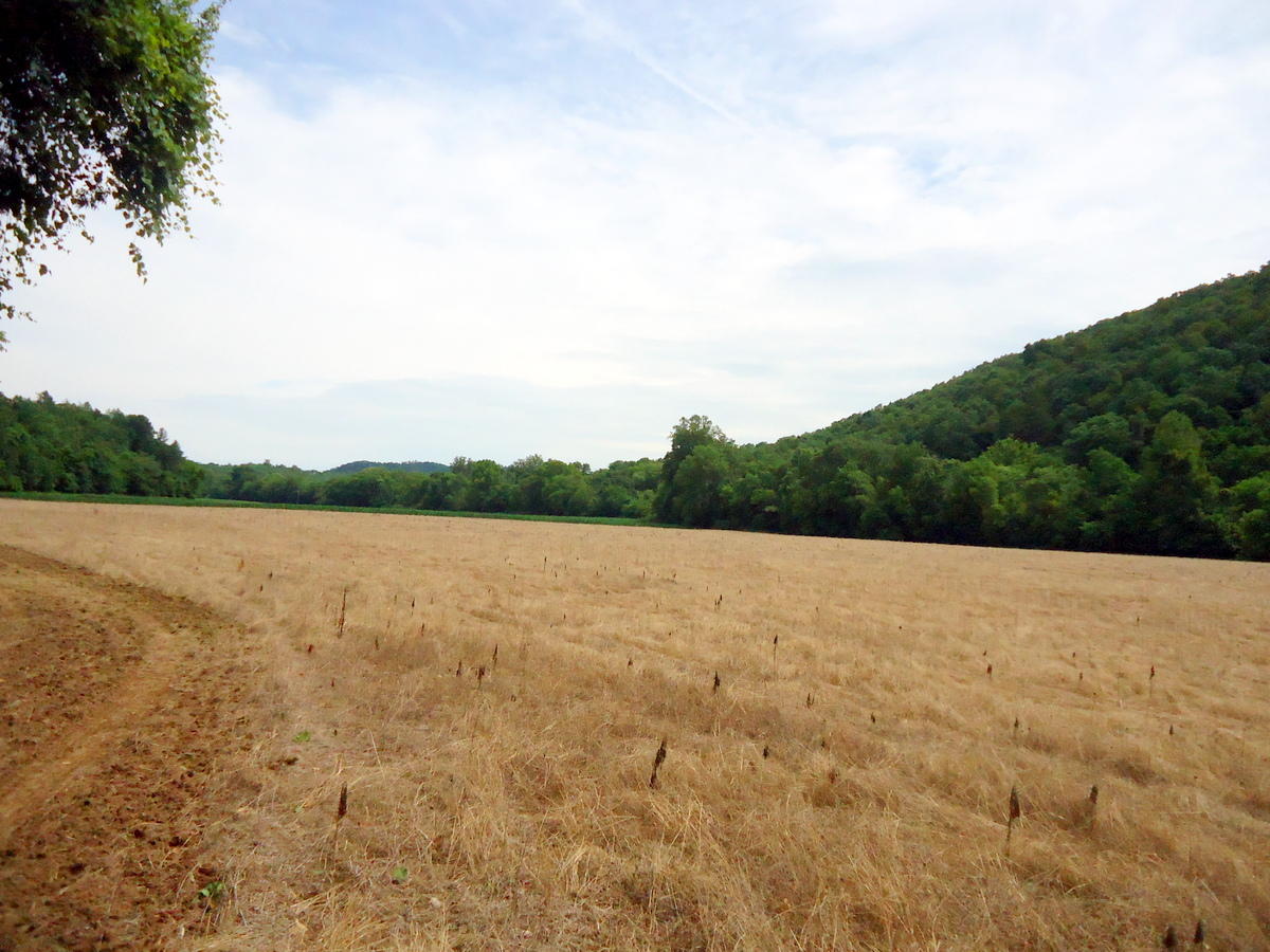 Sinking Cave Road Tellico Plains, TN 37385 - Photo 21 of 35 20-DSC08127