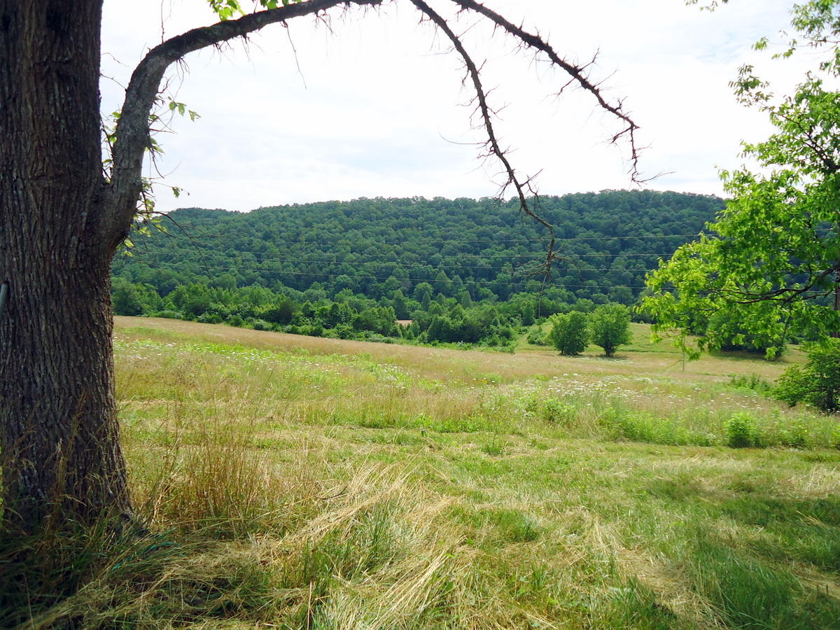 Sinking Cave Road Tellico Plains, TN 37385 - Photo 4 of 35 02-DSC08109