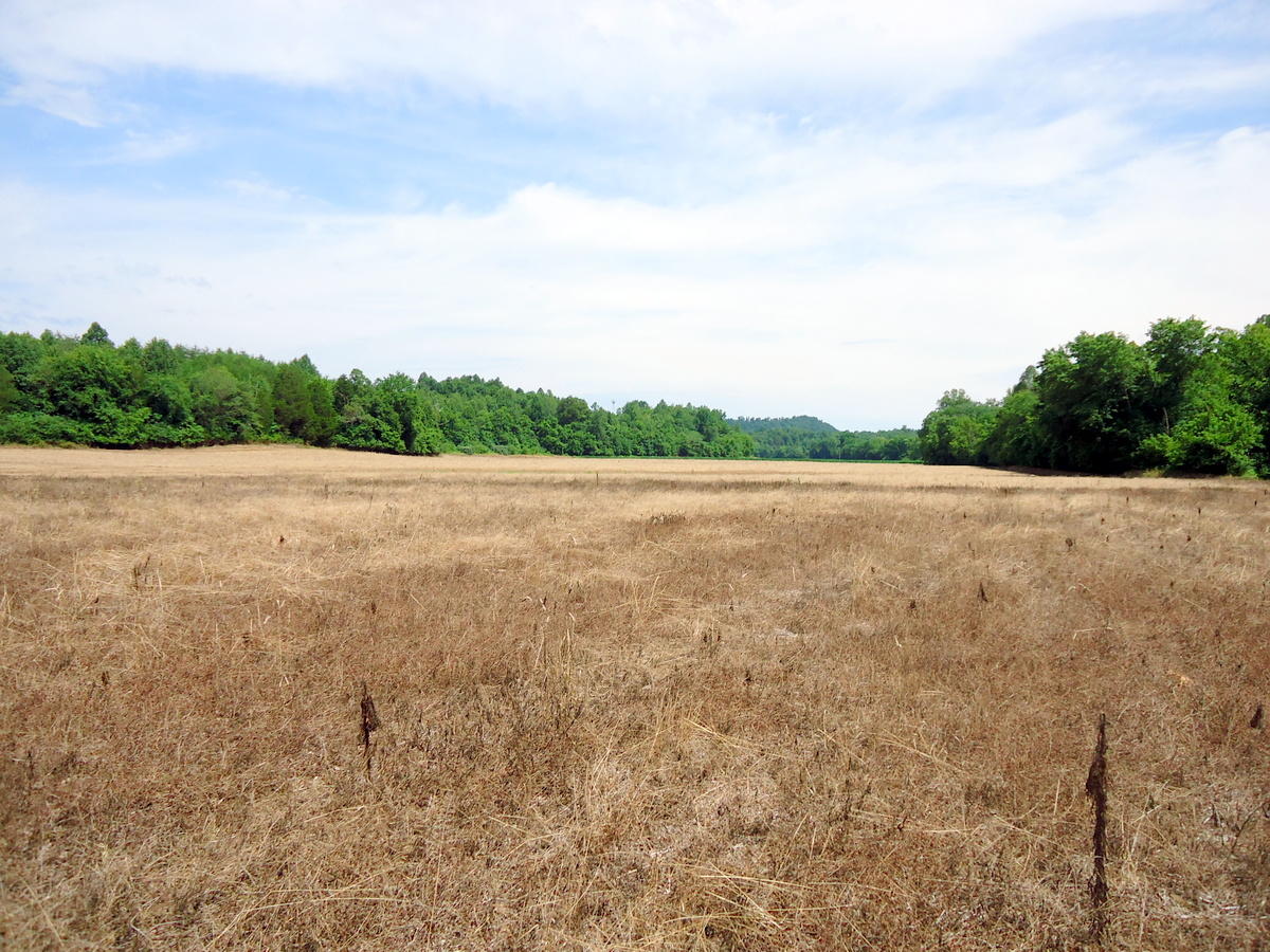 Sinking Cave Road Tellico Plains, TN 37385 - Photo 31 of 35 30-DSC08137