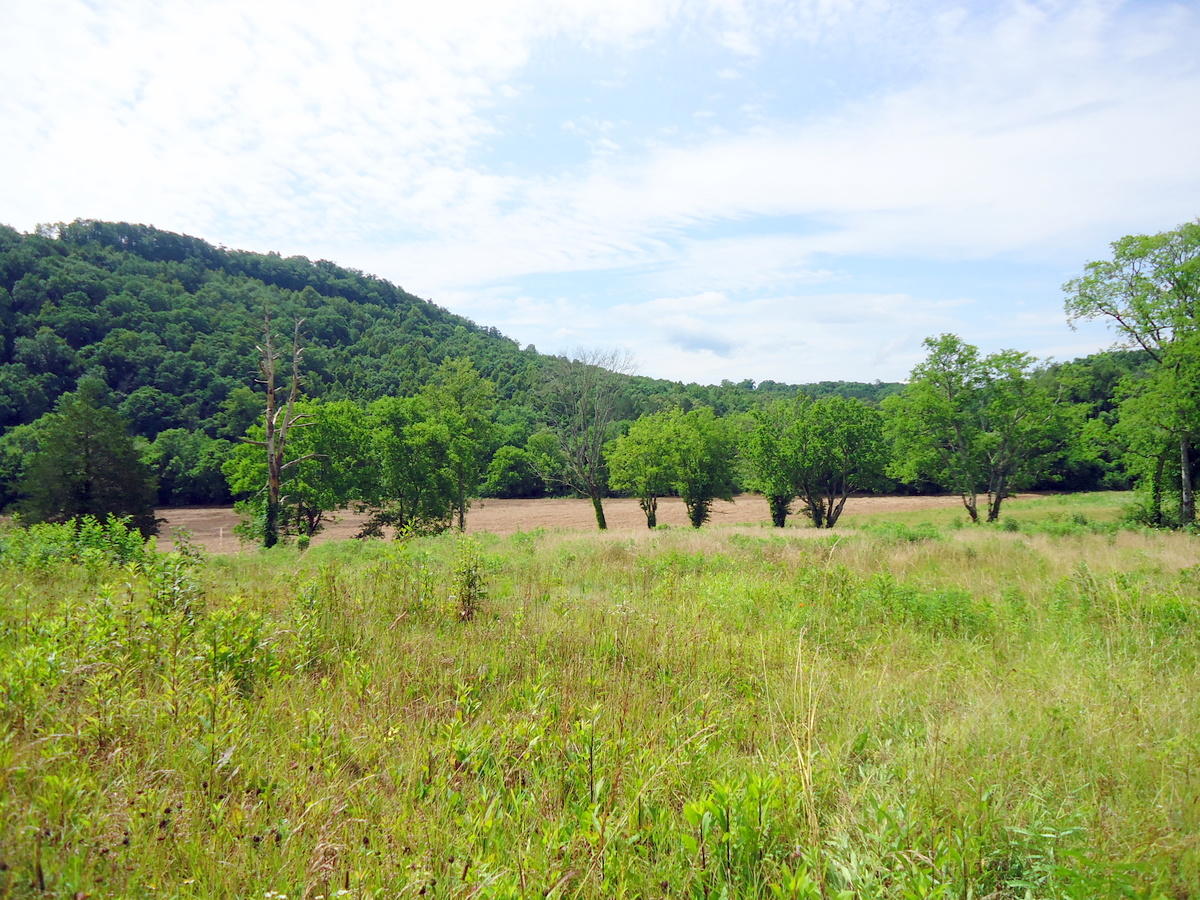 Sinking Cave Road Tellico Plains, TN 37385 - Photo 32 of 35 31-DSC08138