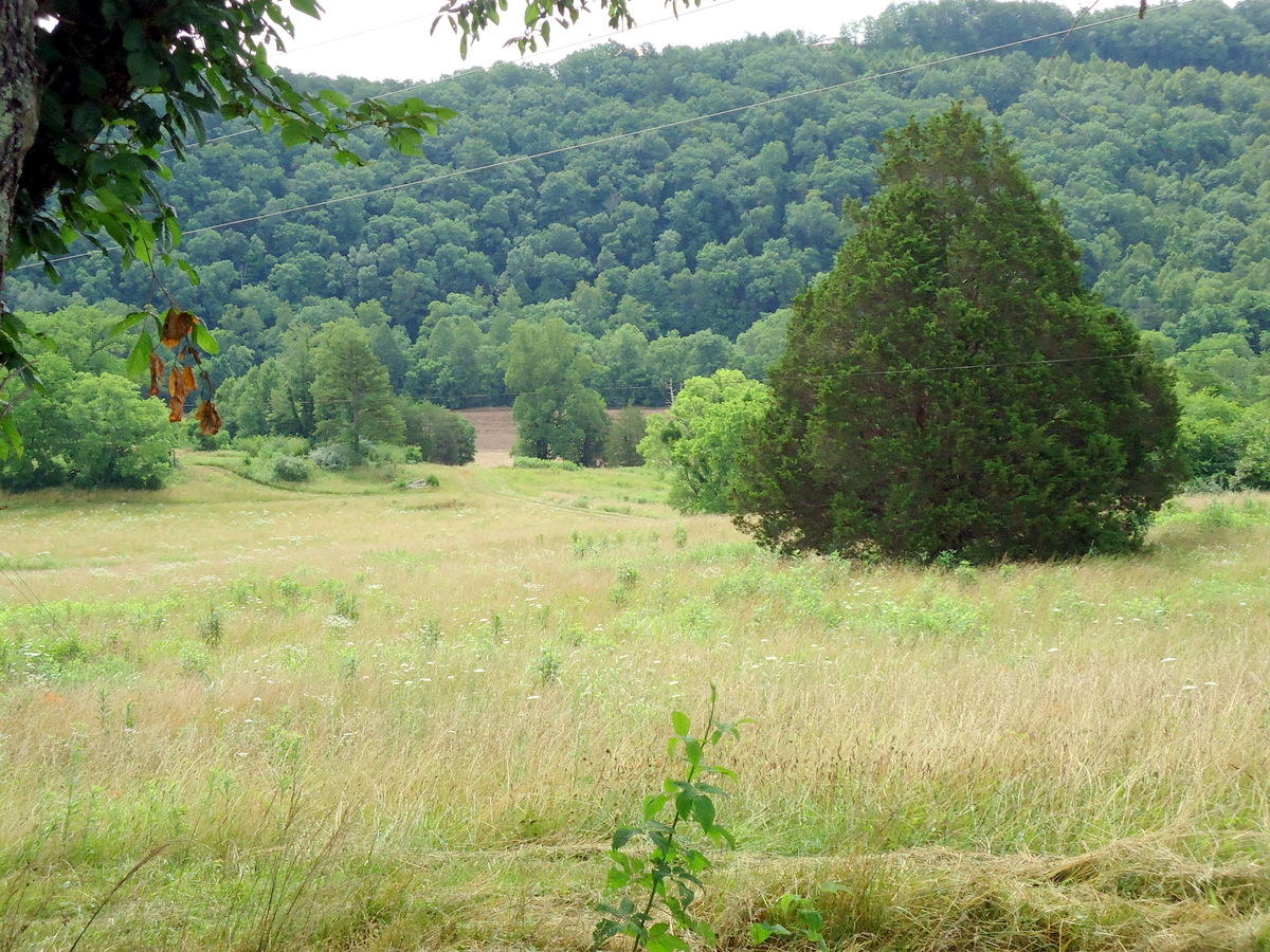 Sinking Cave Road Tellico Plains, TN 37385 - Photo 10 of 35 09-DSC08118