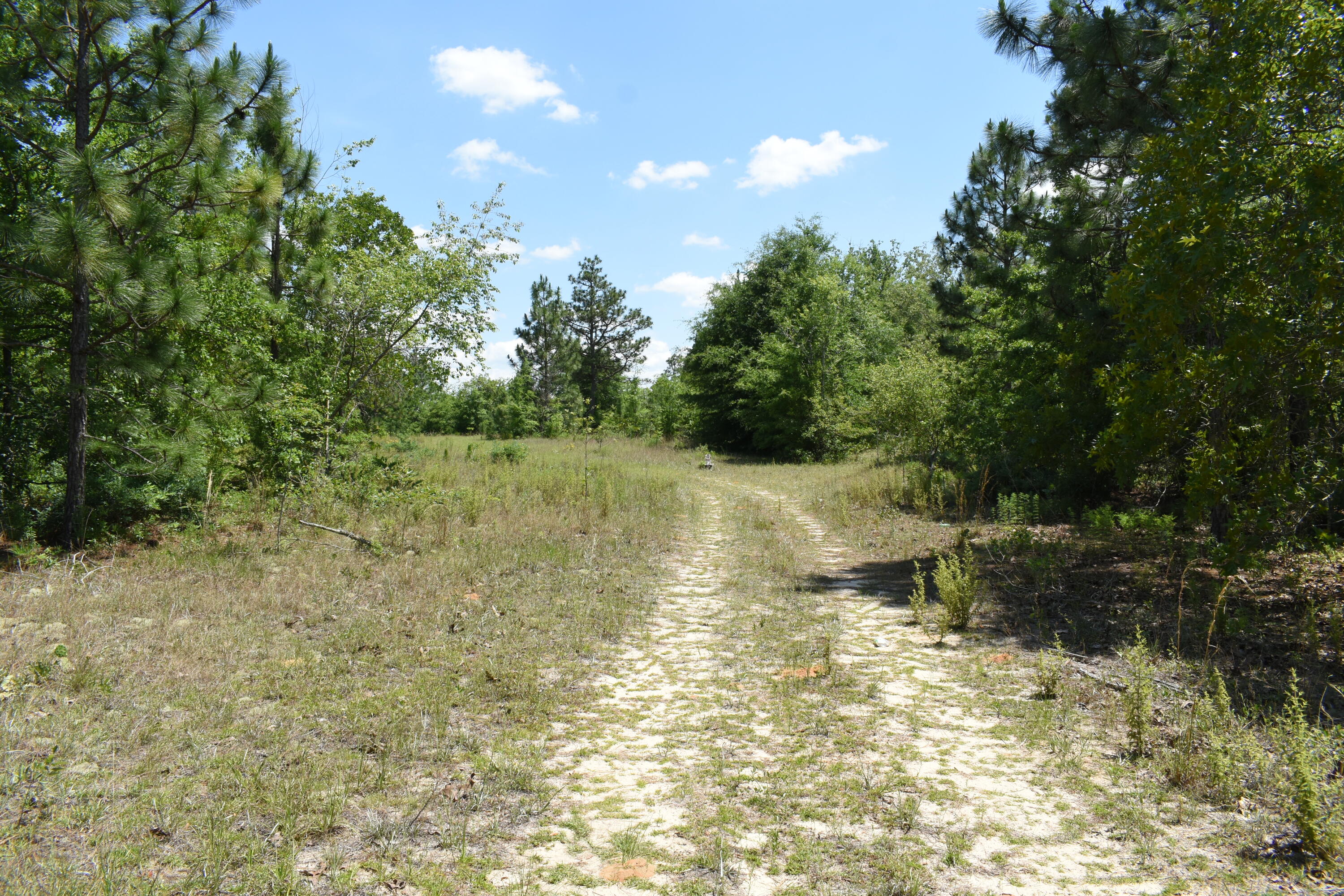 2-acres Windsor Road Windsor, SC 29856 - Photo 2 of 4