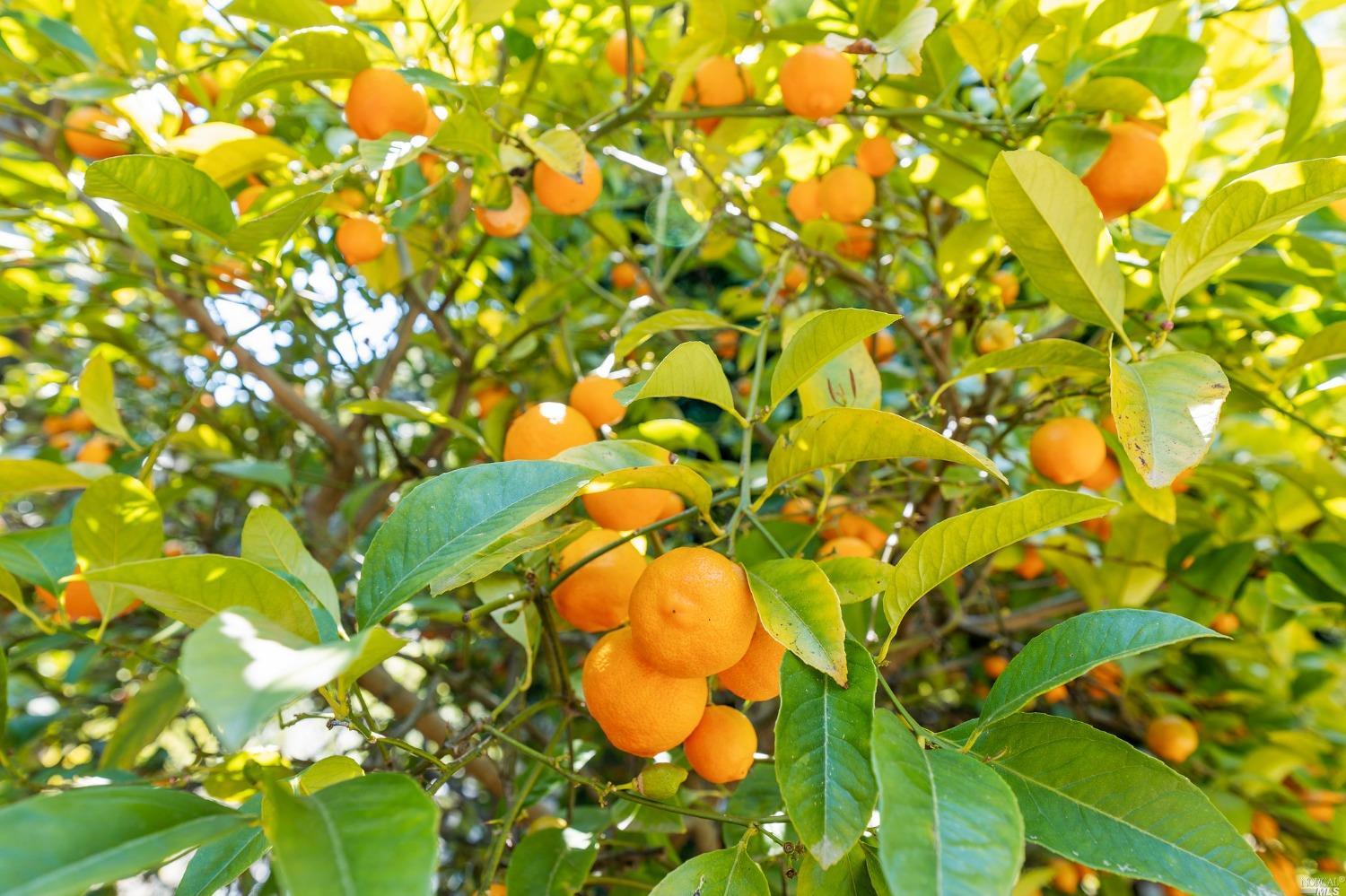 2 Spring Hill Circle Sausalito, CA 94965 - Photo 20 of 57