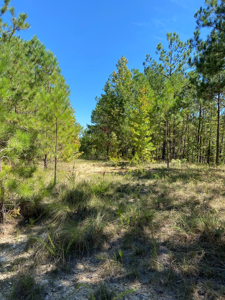 250 Belcher Road Hodges, SC 29653 - Photo 4 of 9