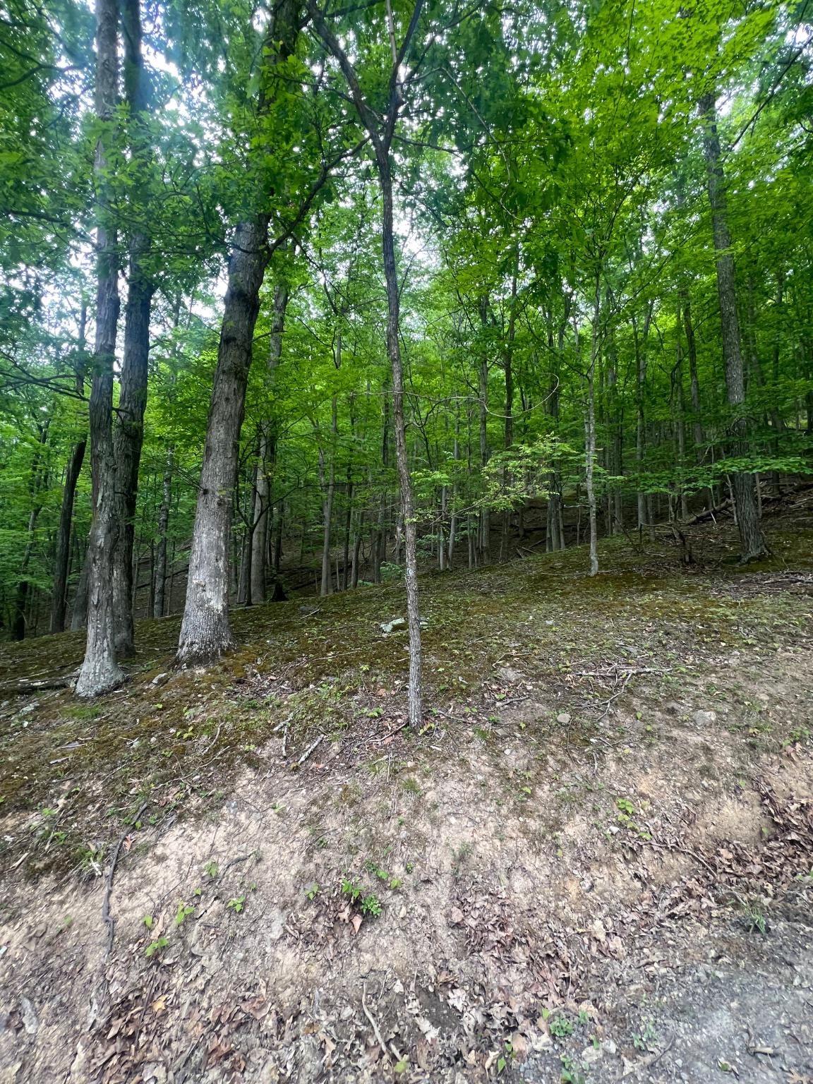 Edgar Lane Upper Tract, WV 26866 - Photo 16 of 22 Natural mountain setting with wooded privacy.