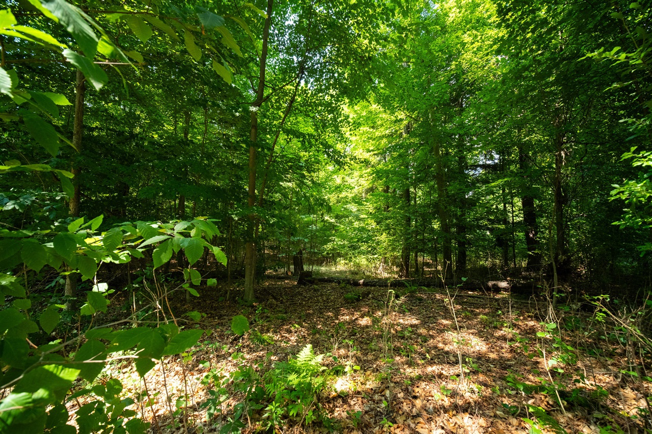 Milarch Road Bear Lake, MI 49614 - Photo 4 of 57