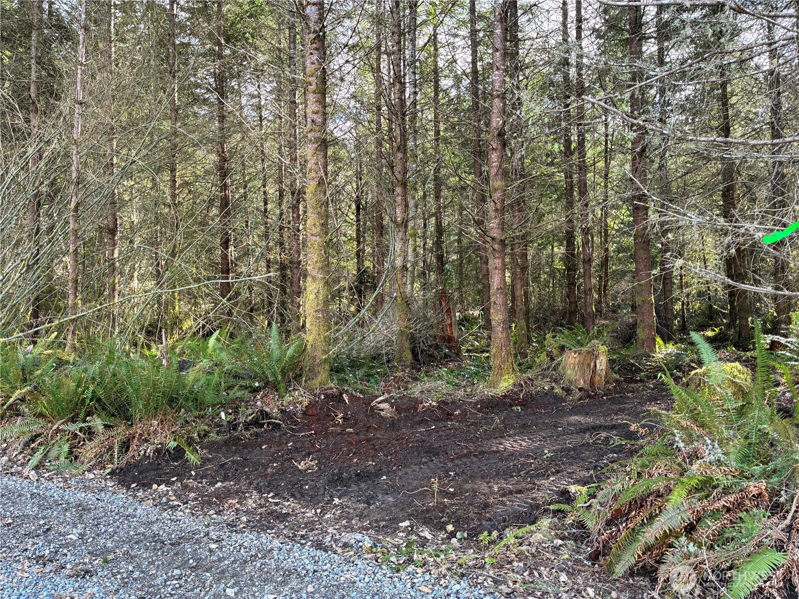 a view of a yard with lots of trees