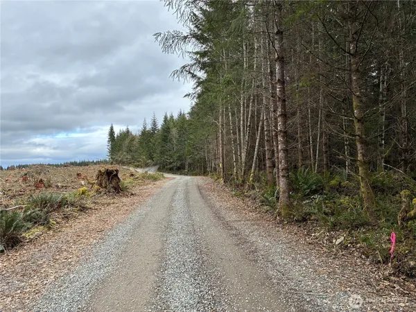 a view of a forest with trees