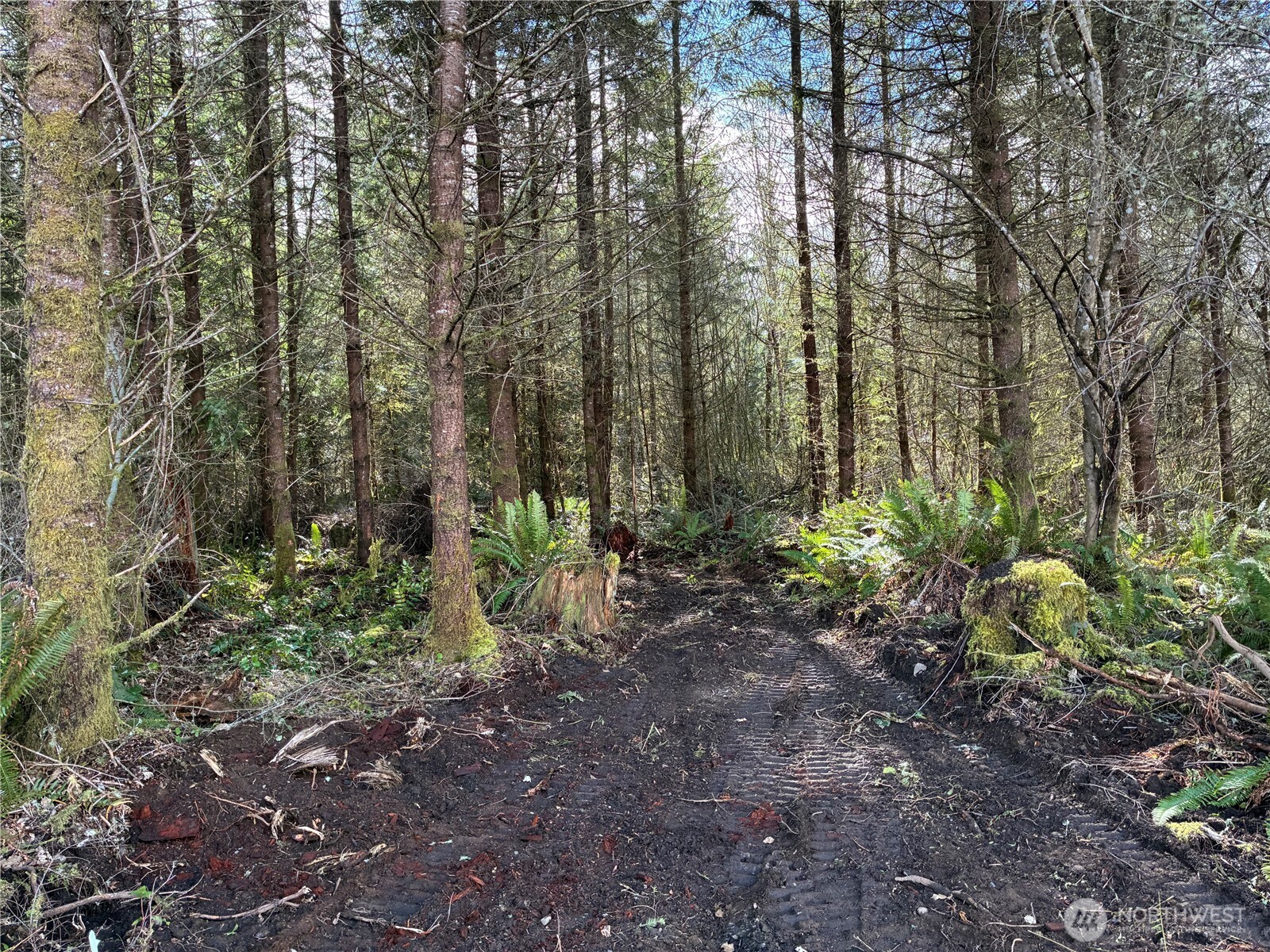 28840 Freelane Road Carbonado, WA 98323 - Photo 5 of 7 a garden with lots of trees