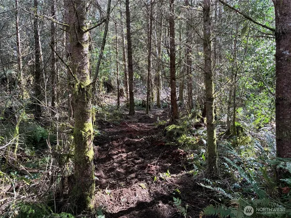 a view of forest