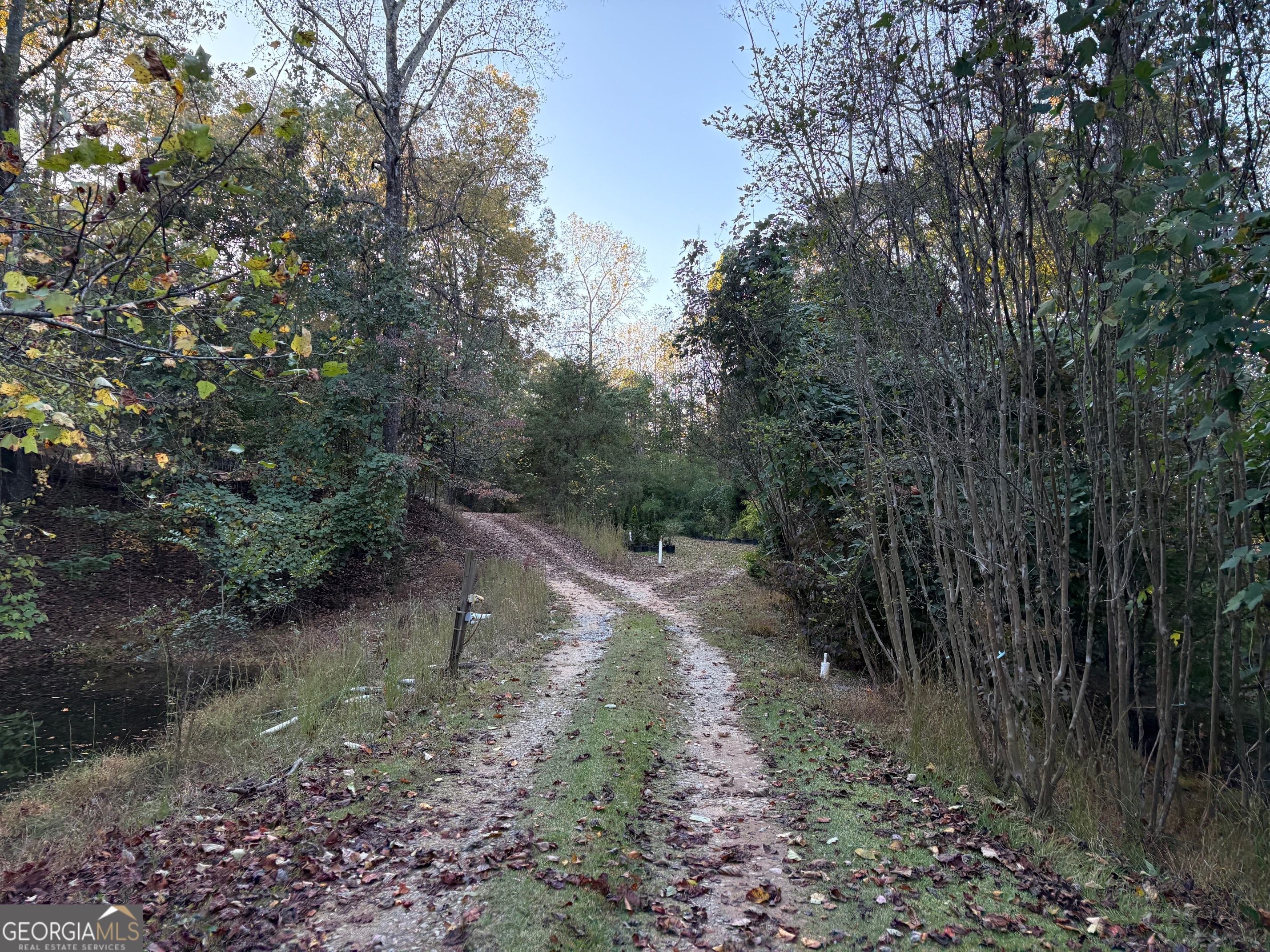4920 Cagle Mill Road Lula, GA 30554 - Photo 4 of 10 a view of a forest filled with trees