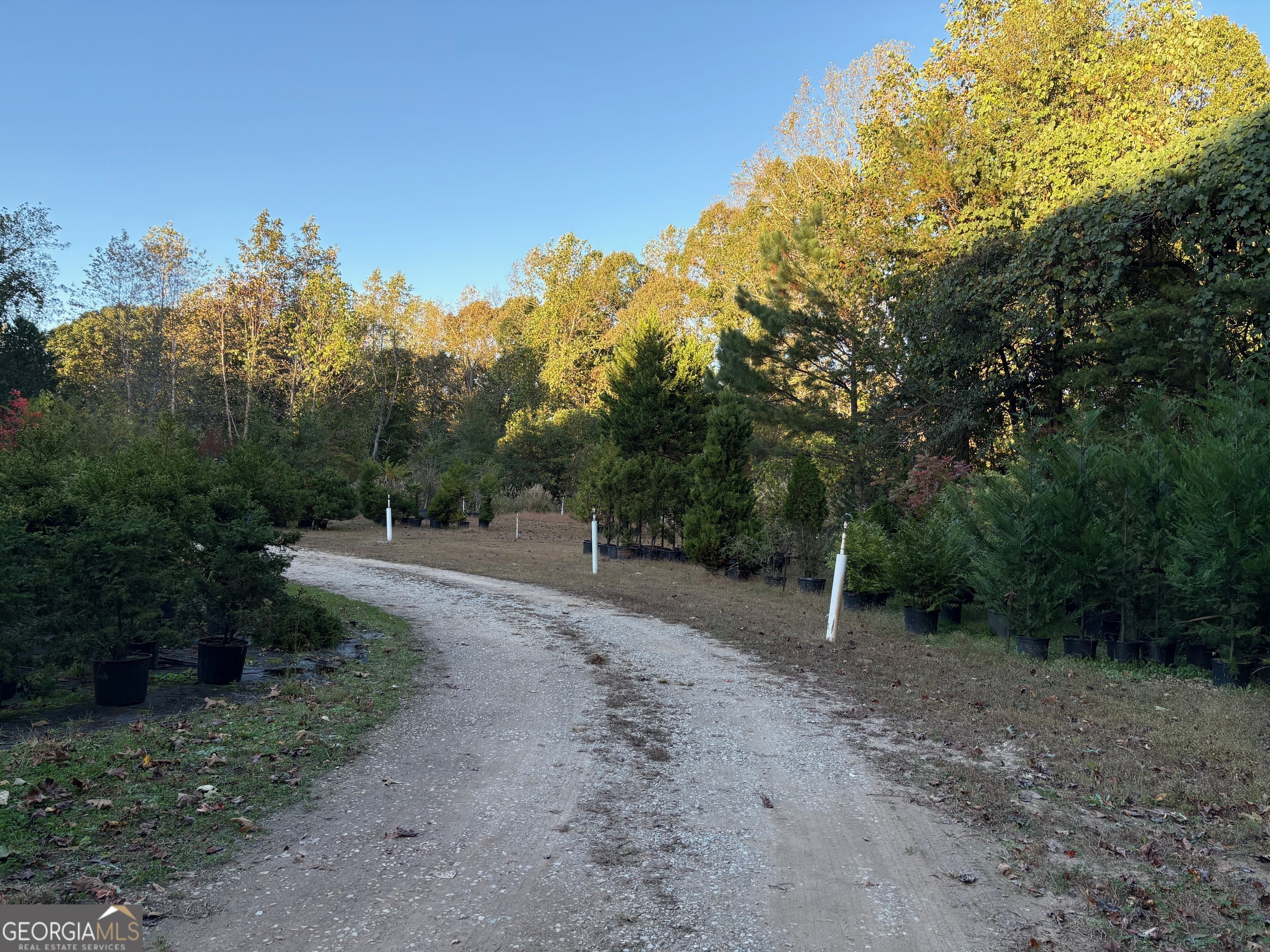 4920 Cagle Mill Road Lula, GA 30554 - Photo 10 of 10 a view of a forest with trees in the background