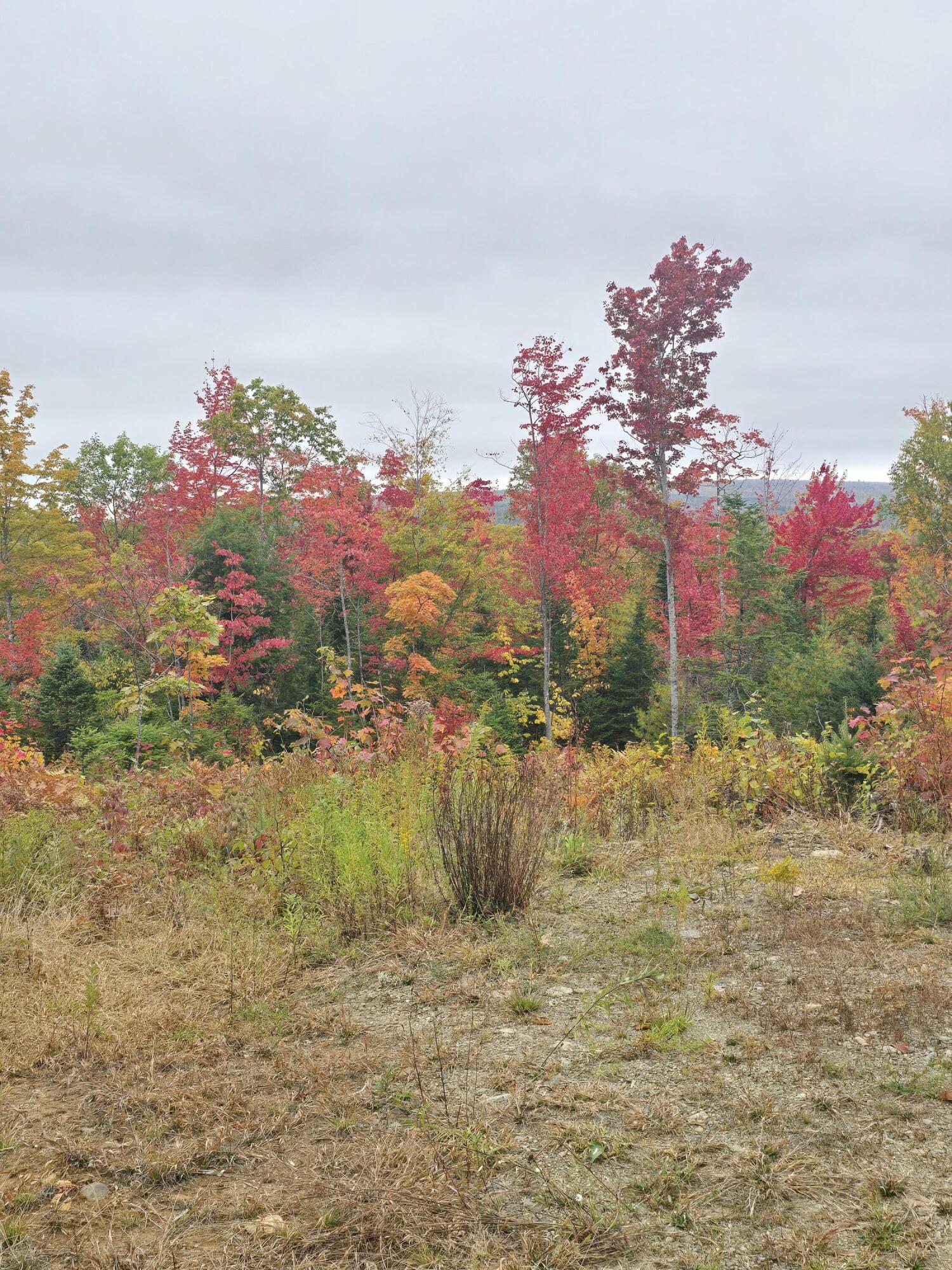 Lot #4 Woods Road Phillips, ME 04966 - Photo 7 of 27 Woods Rd