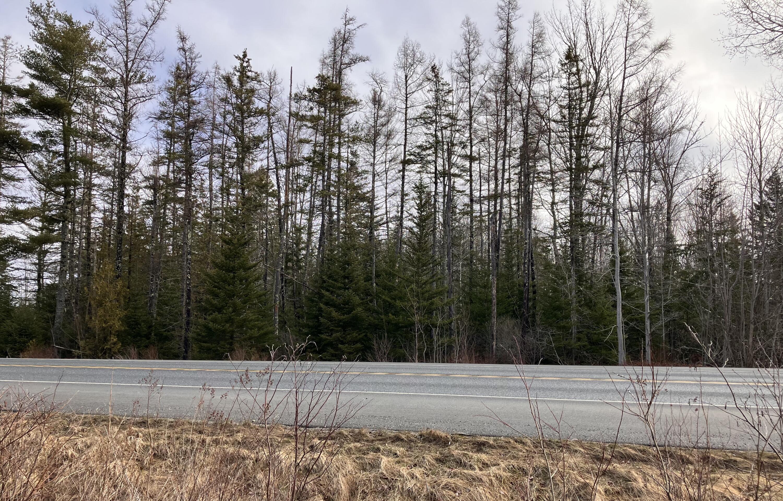 0 Bar Harbor Road Trenton, ME 04605 - Photo 2 of 5 IMG_6341