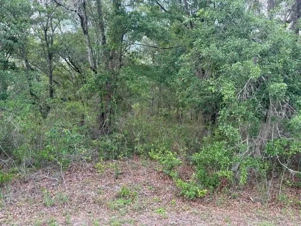 a view of a forest with trees in the background