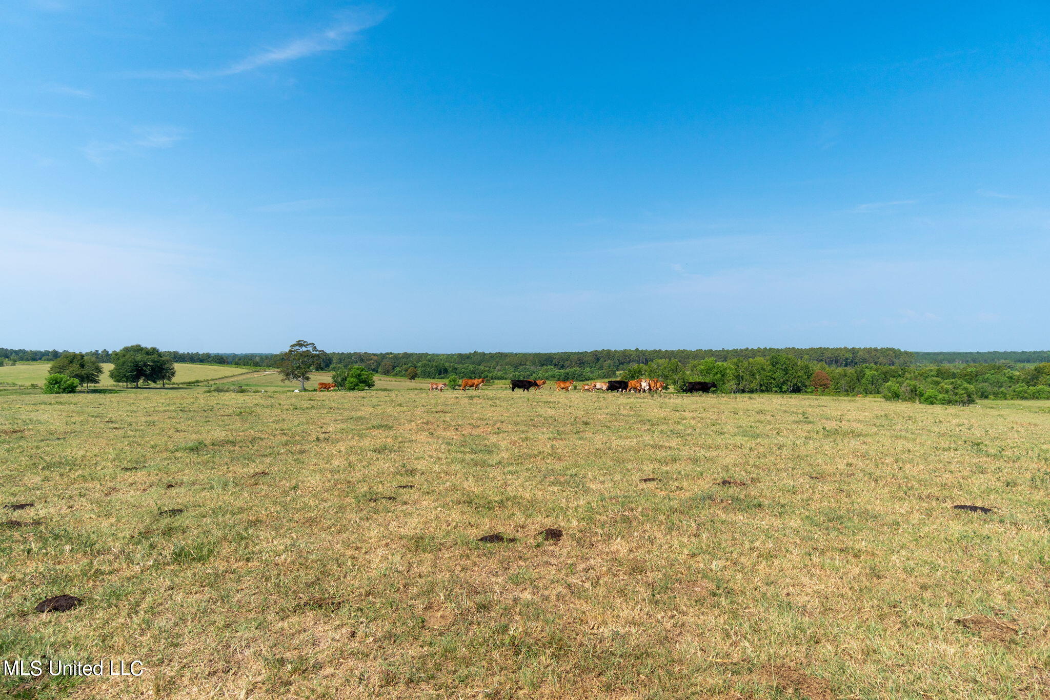 603 Osborn Moody Road Poplarville, MS 39470 - Photo 49 of 72 603_Osborn_Moody_Rd-51