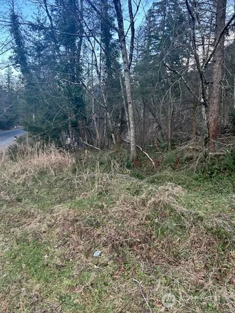 a view of a forest with trees in the background