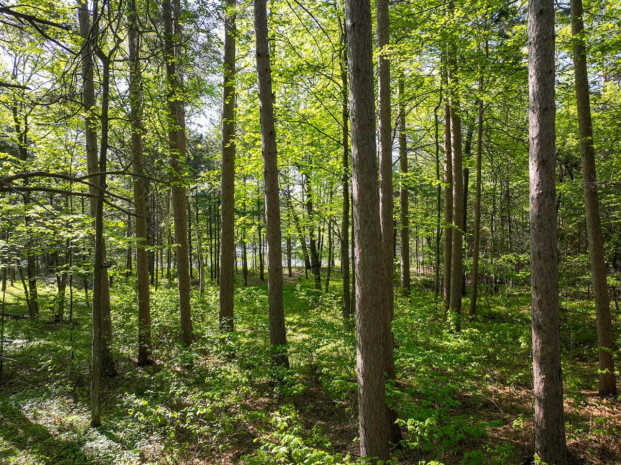 Lot 15 Selmer Road Tomahawk, WI 54487 - Photo 22 of 34 Gallery Image 22