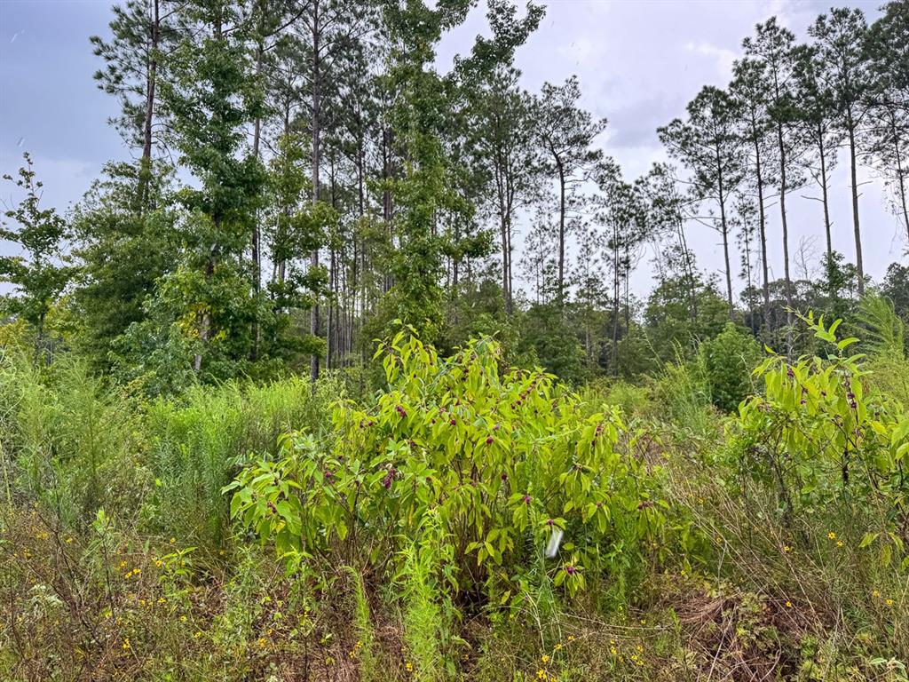 T-3 T-3 Kelley Road Jena, LA 71342 - Photo 14 of 21 a view of a garden