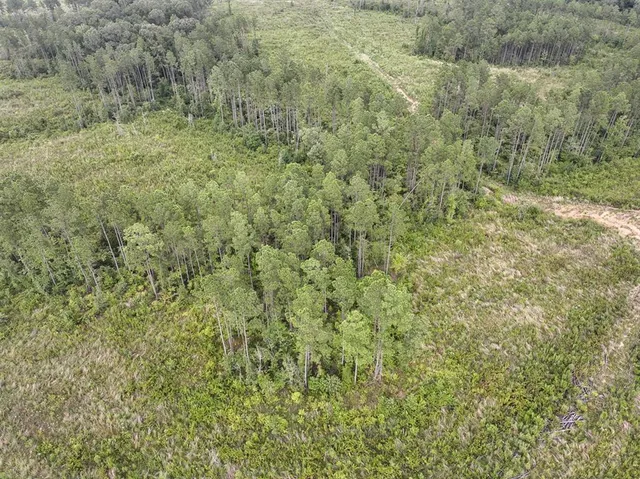 a view of a forest with a street